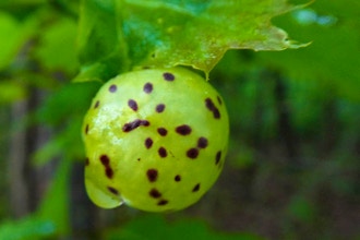 Intro to the Ecology of Galls
